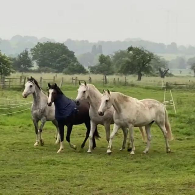 White Horse Diedersen Ferienhaus
