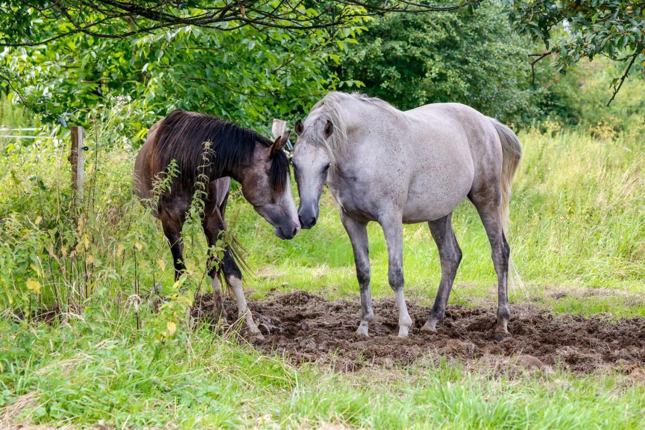 White Horse Diedersen Ferienhaus *